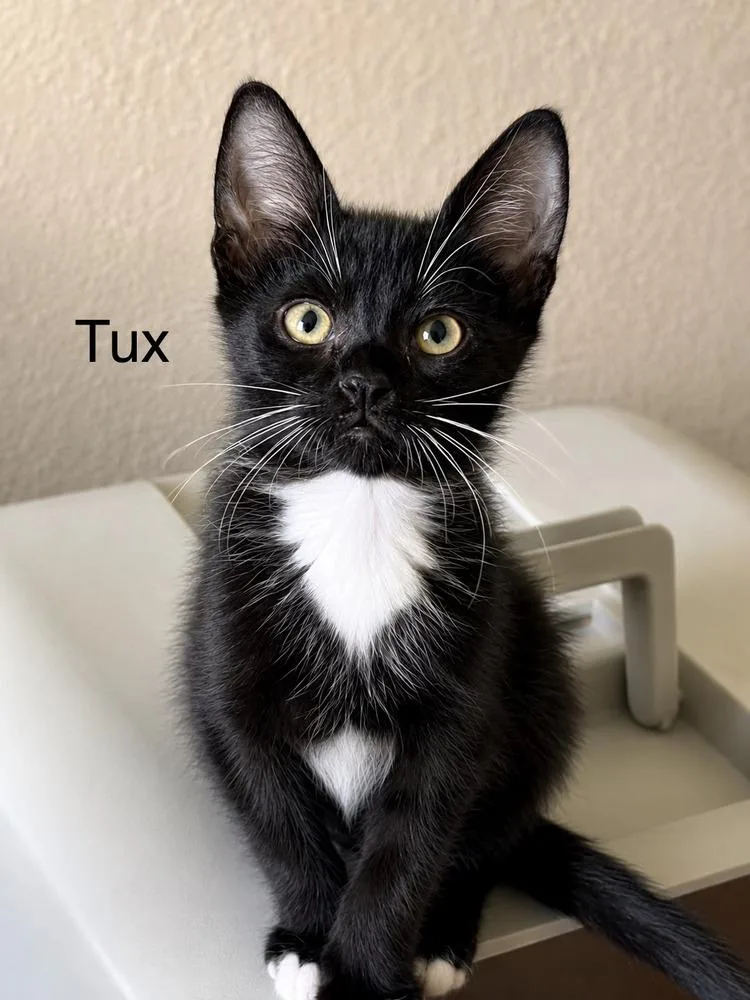A baby small-sized male Black & White / Tuxedo Domestic Short Hair cat named Myko for adoption in Fern Park, FL