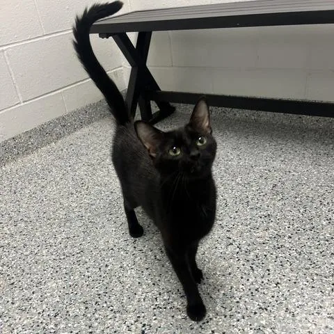 A young medium-sized female Black Domestic Short Hair cat named Queen for adoption in Dayton, OH