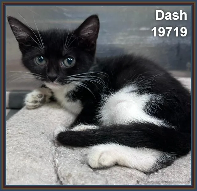 A baby medium-sized female Black & White / Tuxedo Domestic Short Hair cat named Dash for adoption in Marietta, GA