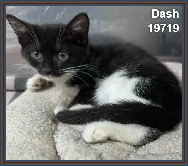 Dash thumbnail 2