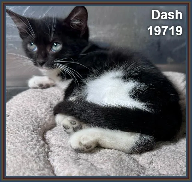 Dash thumbnail 3