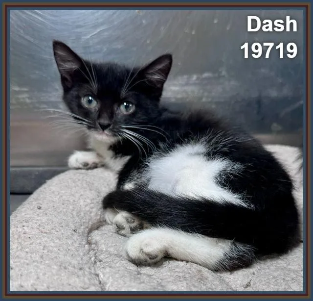 Dash thumbnail 4