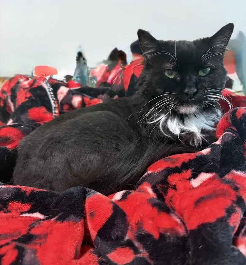 Madeline thumbnail 6