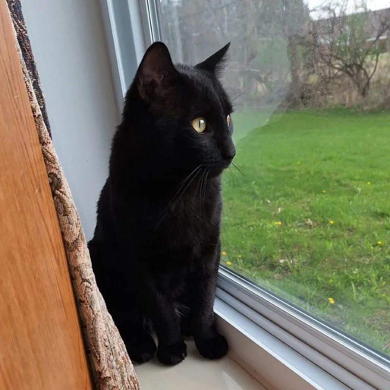 A baby small-sized male Black American Shorthair cat named Smokey Arc for adoption in Akron, NY