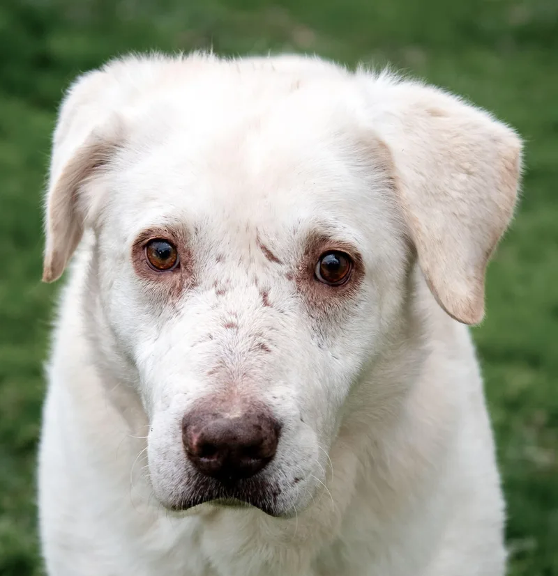 A senior large-sized male White / Cream Great Pyrenees dog named Forrest for adoption in Nashville, TN