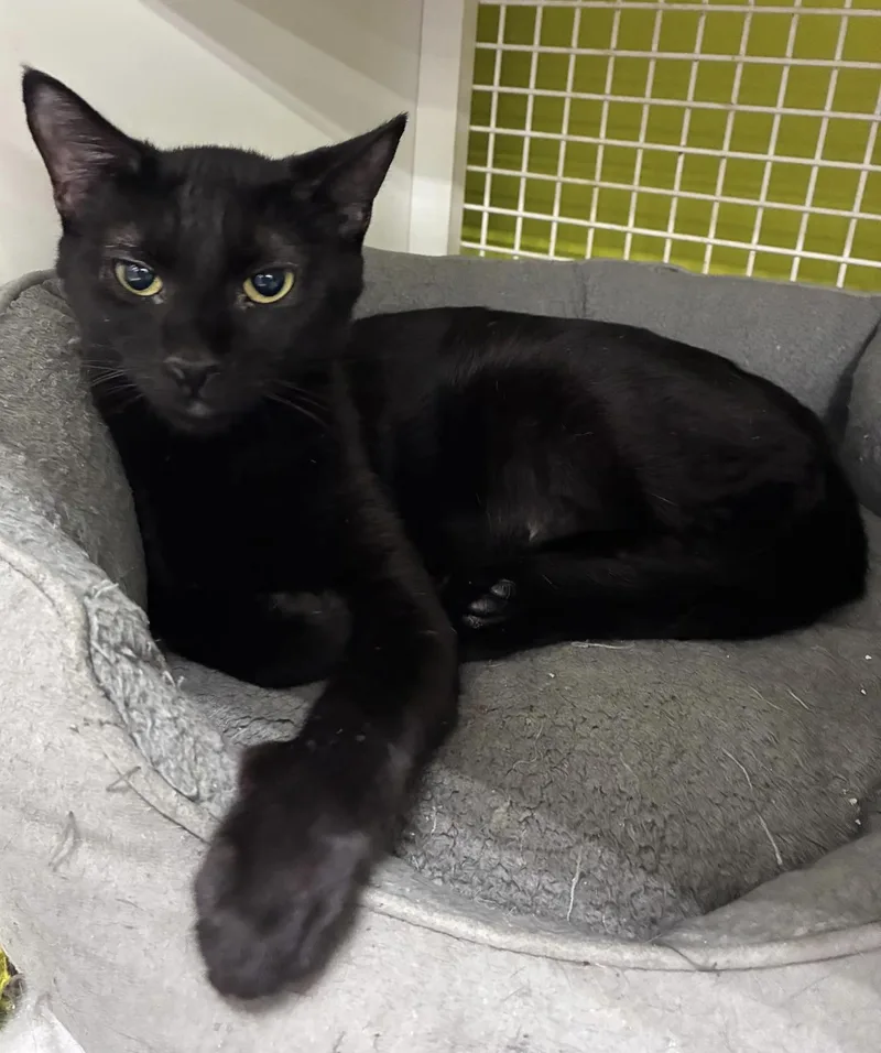 A young large-sized female Domestic Short Hair cat named Sakari for adoption in Fort Worth, TX