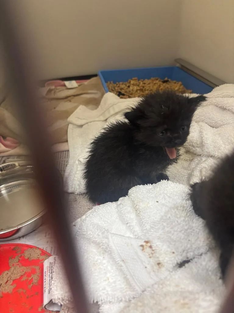 A baby small-sized male Domestic Short Hair cat named Spunky for adoption in Douglasville, GA