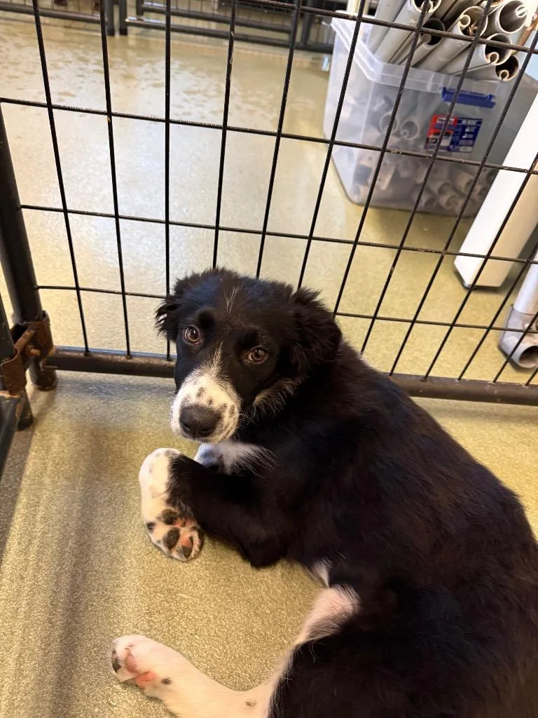 A baby medium-sized female Border Collie dog named Wayla for adoption in Fort Lupton, CO