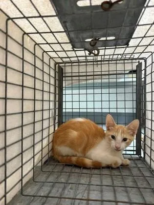 A baby medium-sized unknown Domestic Short Hair cat named Cider for adoption in Port Allen, LA