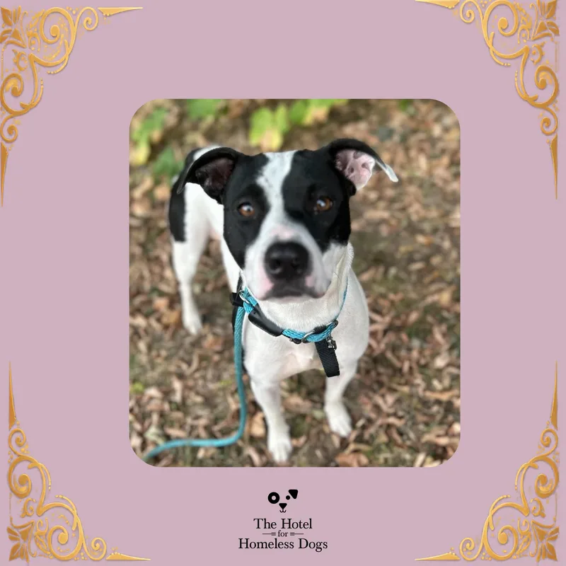 A young medium-sized female White / Cream Mixed Breed dog named Nova for adoption in Cumberland, RI