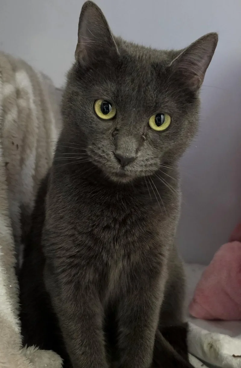 An adult medium-sized female Domestic Short Hair cat named Dusty for adoption in Whiting, IN