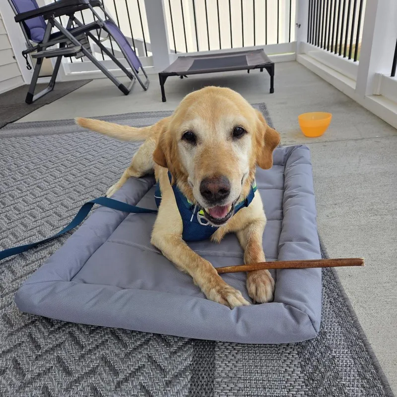 A senior medium-sized male Yellow / Tan / Blond / Fawn Yellow Labrador Retriever dog named Quincy for adoption in Martinsburg, WV