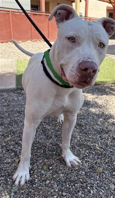 A young large-sized male Pit Bull Terrier dog named Zigzag for adoption in Mesa, AZ