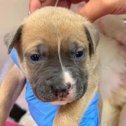A baby small-sized female Yellow / Tan / Blond / Fawn Labrador Retriever dog named Raisinet for adoption in North Charleston, SC