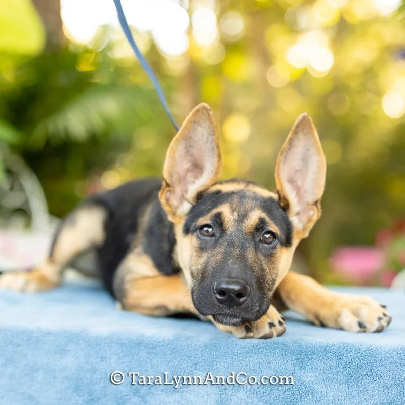 A baby small-sized male Shepherd dog named Ipa for adoption in Wake Forest, NC