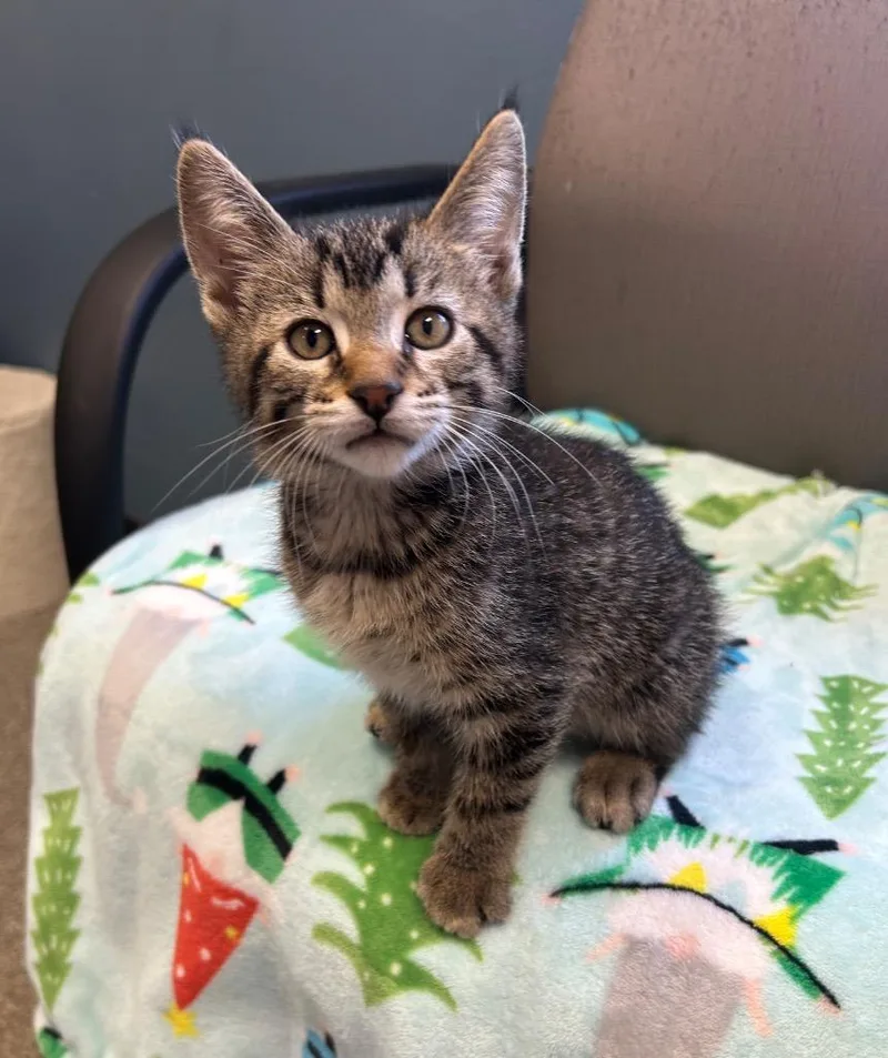 A baby small-sized male Domestic Short Hair cat named Tyr for adoption in Spooner, WI