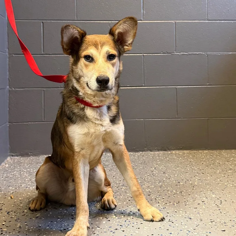 A young medium-sized male Brown / Chocolate Shepherd dog named Tuscstray for adoption in Tuscaloosa, AL