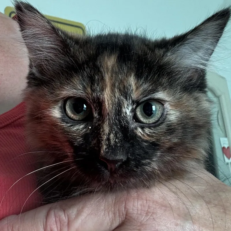 A baby small-sized female Domestic Short Hair cat named Clover for adoption in San Andreas, CA
