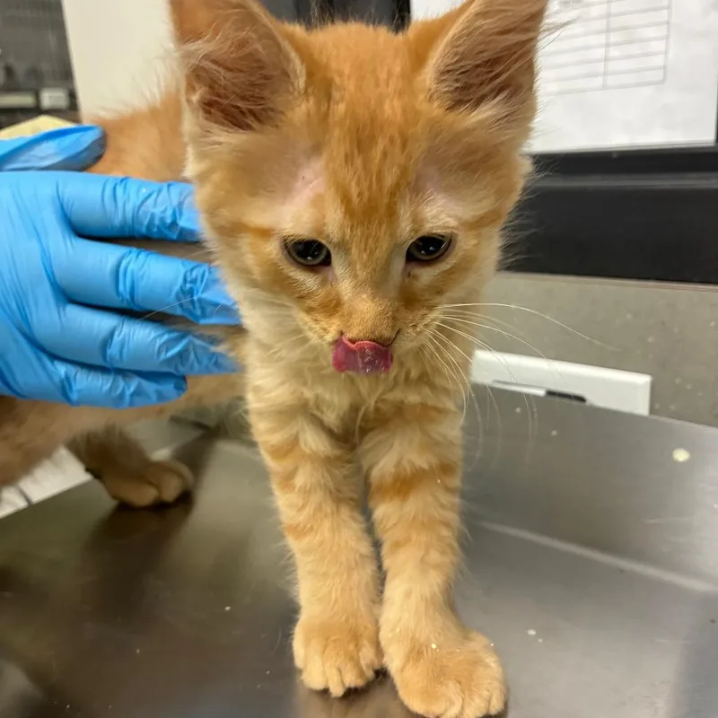 A baby small-sized male Orange / Red Domestic Short Hair cat named Guppy for adoption in Oak Park, IL