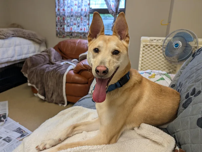 An adult medium-sized male Apricot / Beige Shepherd dog named Hugo for adoption in Port Washington, NY