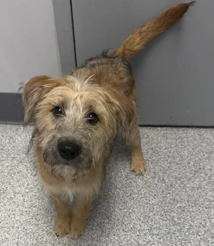 A baby medium-sized female Yellow / Tan / Blond / Fawn Border Terrier dog named Lakeshore for adoption in Tinley Park, IL
