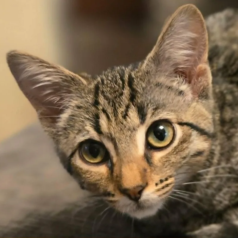 A baby medium-sized female Tabby (Brown / Chocolate) Domestic Short Hair cat named Dolly for adoption in Watertown, WI