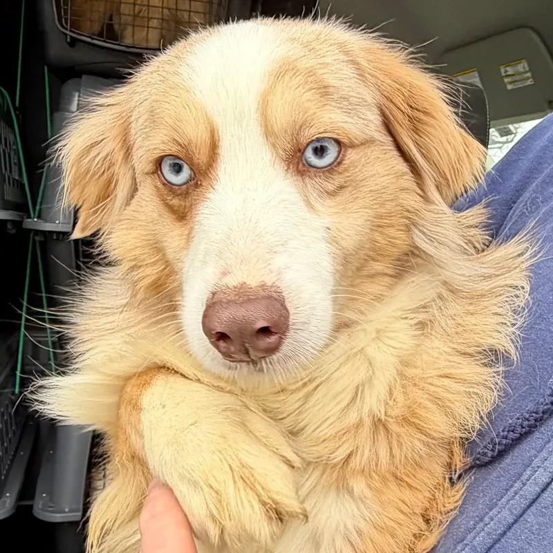 Rosealie thumbnail 2