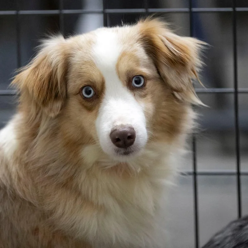 Rosealie thumbnail 3