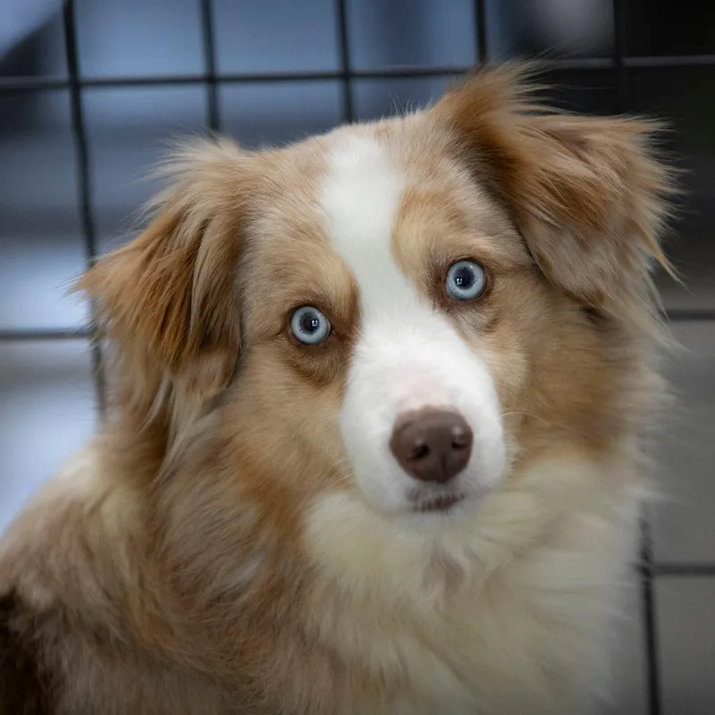 Rosealie thumbnail 4