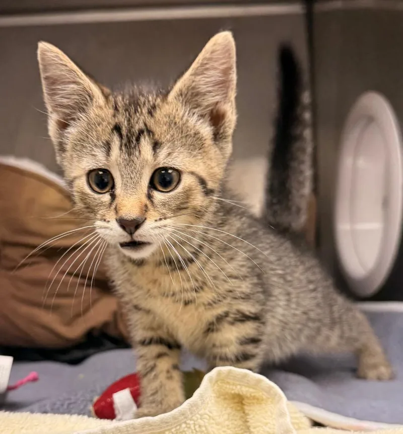 A baby small-sized male Domestic Short Hair cat named Hopper for adoption in Defiance, OH
