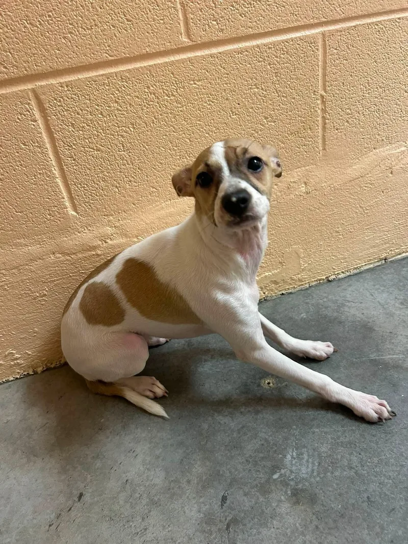 A baby small-sized female White / Cream Rat Terrier dog named Bridget for adoption in Manchester, TN