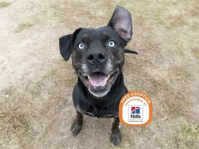 An adult large-sized female Pit Bull Terrier dog named Sadie for adoption in Phoenix, AZ