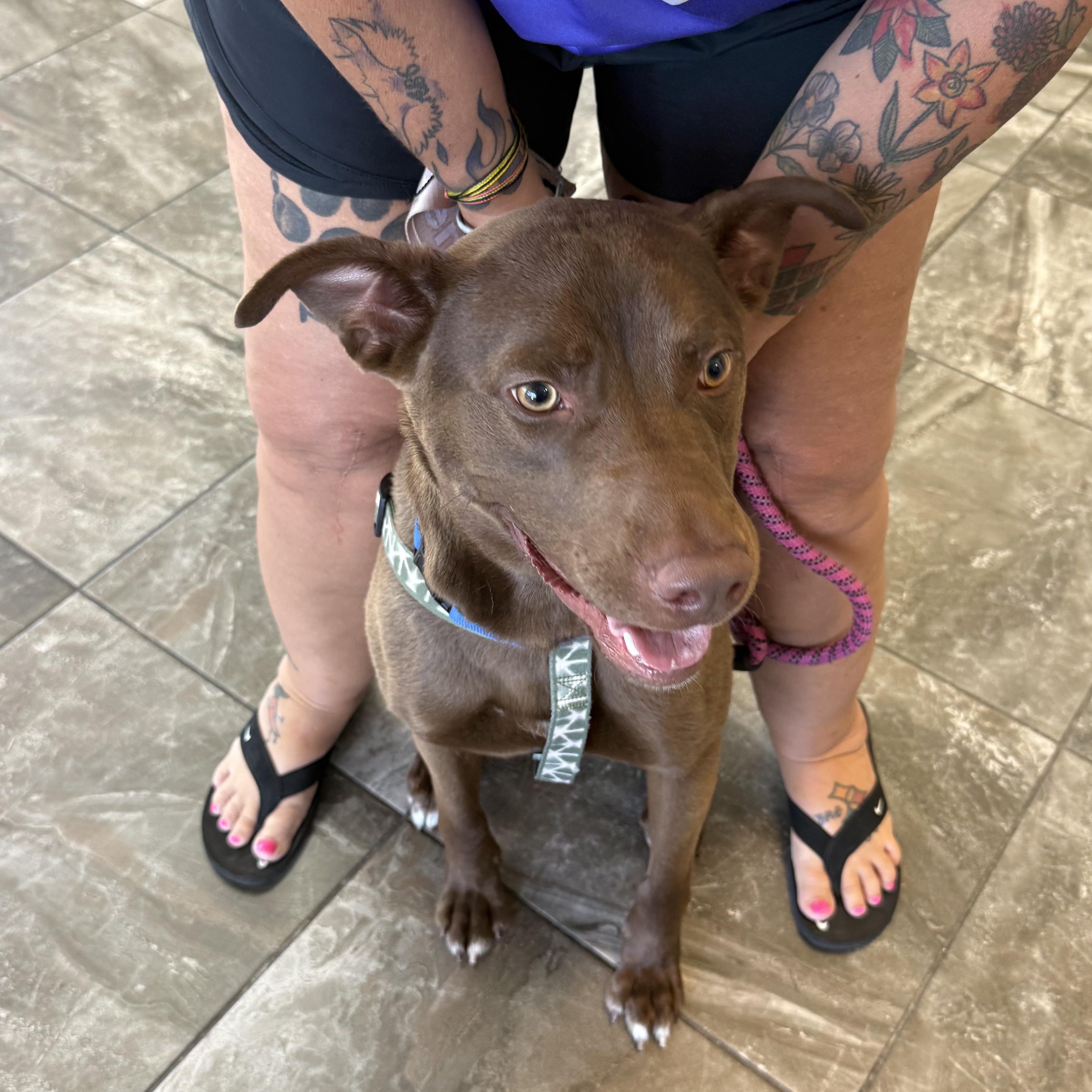A baby medium-sized male Brown / Chocolate Chocolate Labrador Retriever dog named Bear for adoption in Palm Bay, FL