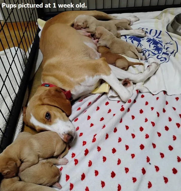An adult large-sized female Hound dog named Lenore for adoption in Austin, MN