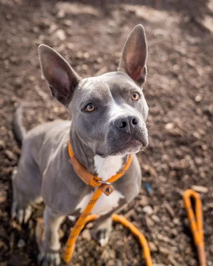 An adult medium-sized female Mixed Breed dog named Dandelion for adoption in Chamblee, GA