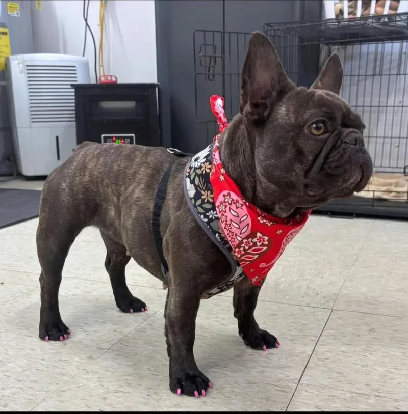 A young small-sized female Brindle French Bulldog dog named Sissy for adoption in Catlettsburg, KY