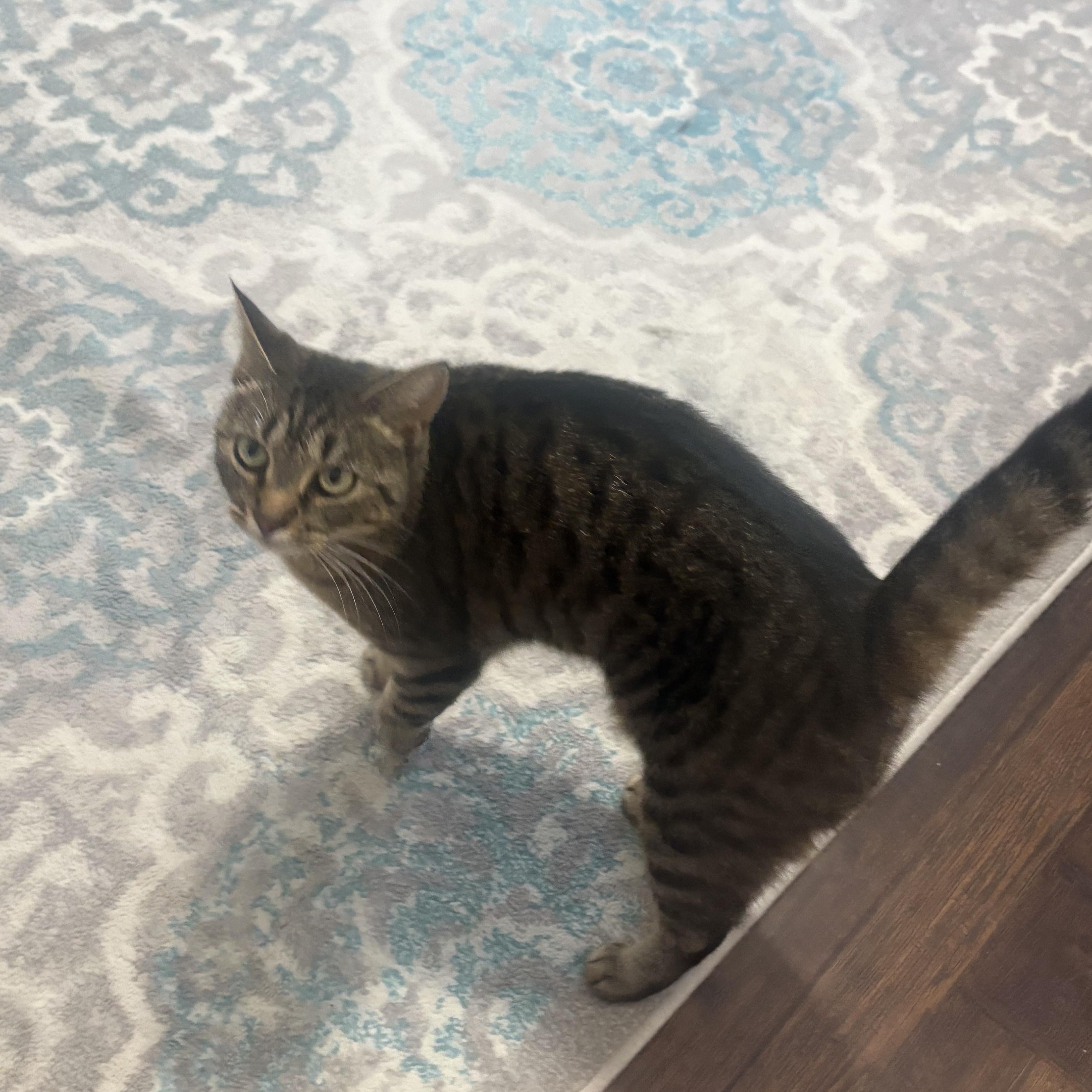 An adult large-sized female Tabby (Brown / Chocolate) Tabby cat named Pringles for adoption in Oriental, NC