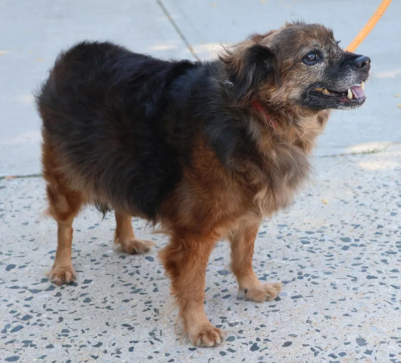 An adult small-sized male Terrier dog named Peluche for adoption in Harrison, NY