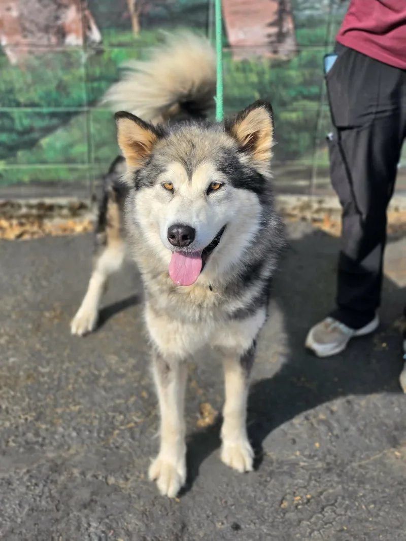 An adult large-sized female White / Cream Alaskan Malamute dog named Guinevere for adoption in Grants Pass, OR