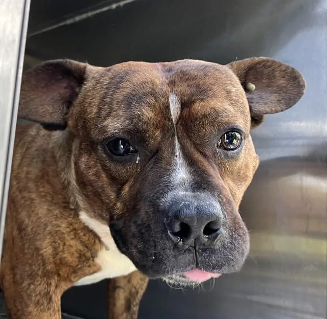 A young medium-sized male Mixed Breed dog named Tick for adoption in Dallas, TX