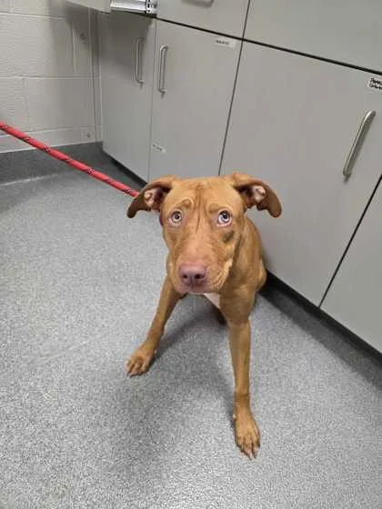 A young large-sized female American Staffordshire Terrier dog named June Bug for adoption in Sevierville, TN