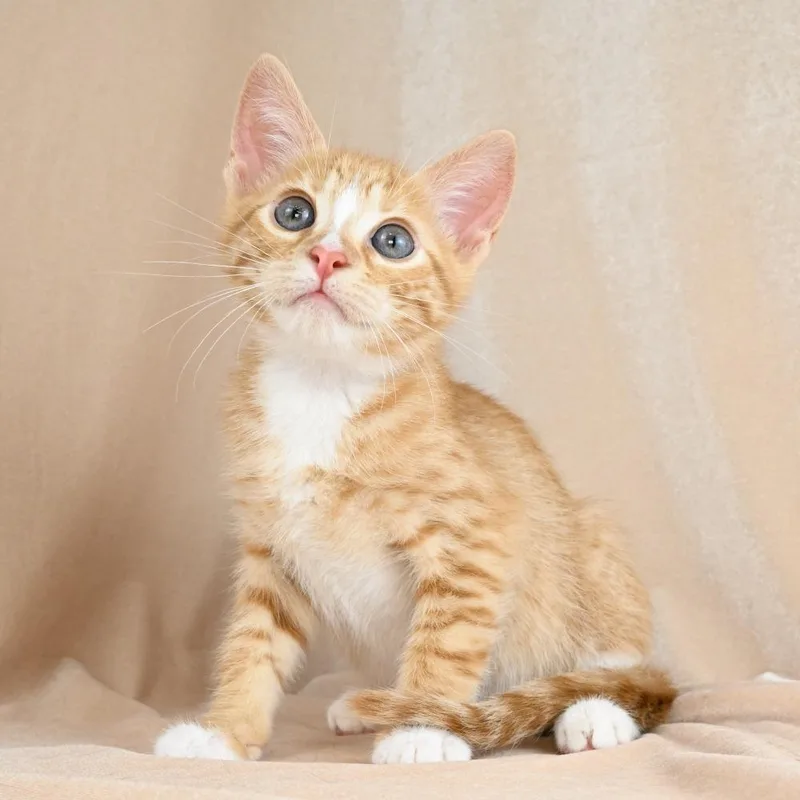 A baby small-sized male Orange / Red Domestic Short Hair cat named Jordan for adoption in Mobile, AL
