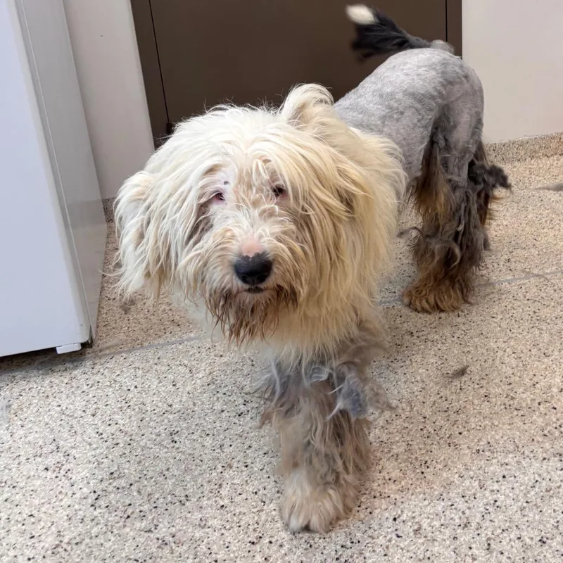 An adult large-sized male Gray / Blue / Silver Old English Sheepdog dog named Cash for adoption in Nashville, IN