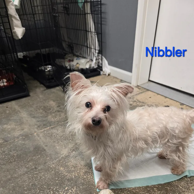 An adult small-sized male White / Cream Mixed Breed dog named Nibbler for adoption in Saint Marys, PA