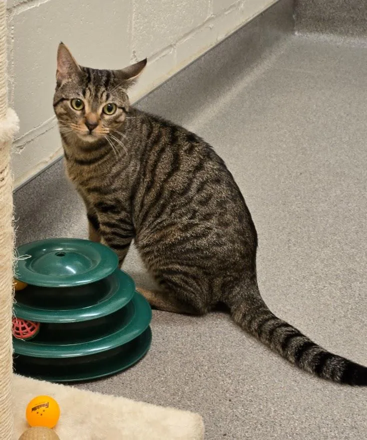 A young medium-sized male Tabby (Brown / Chocolate) Tabby cat named Dyer for adoption in New Rochelle, NY