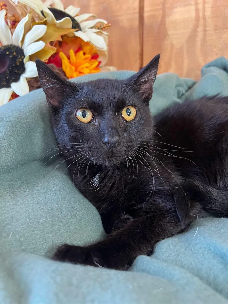 A young medium-sized male Domestic Short Hair cat named Binx for adoption in Sullivan, MO