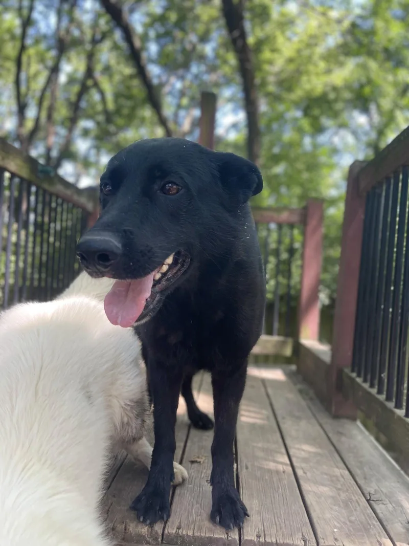 An adult large-sized female German Shepherd Dog dog named Grey for adoption in Leavenworth, KS