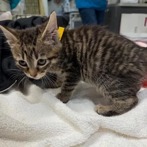 A baby small-sized female Domestic Short Hair cat named Brisa for adoption in Cumming, GA