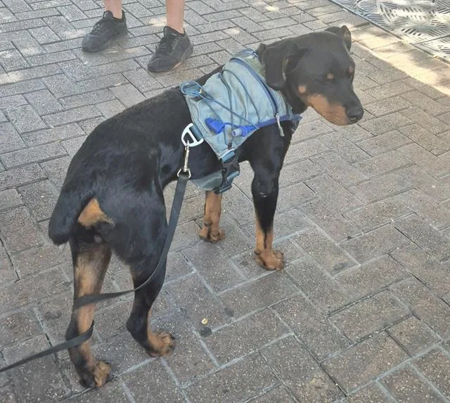 A young medium-sized male Rottweiler dog named Guapo for adoption in San Antonio, TX