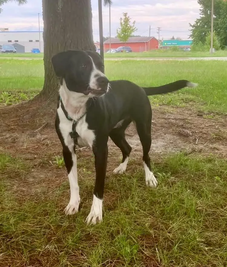 An adult medium-sized female Black Pit Bull Terrier dog named Starry for adoption in Springfield, IL